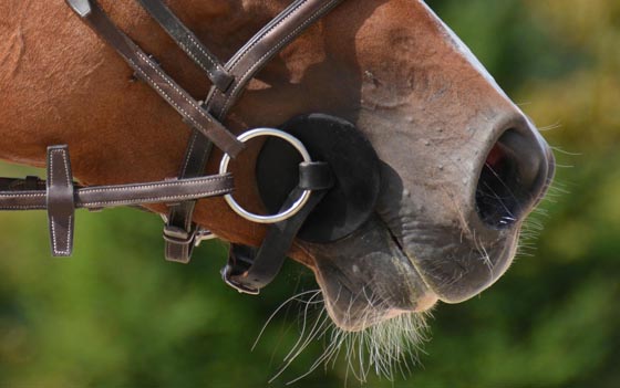 Ledergebiss Pferd Erfahrungen